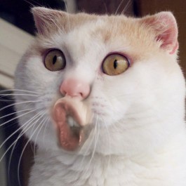 猫奴很幼稚!大不敬恶搞胖脸猫表情图