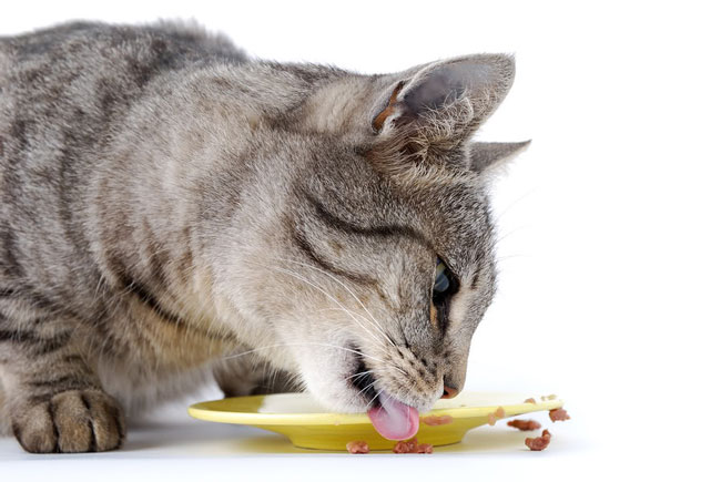 原来猫咪这样吃才健康!爱猫人不可不知的猫食真相
