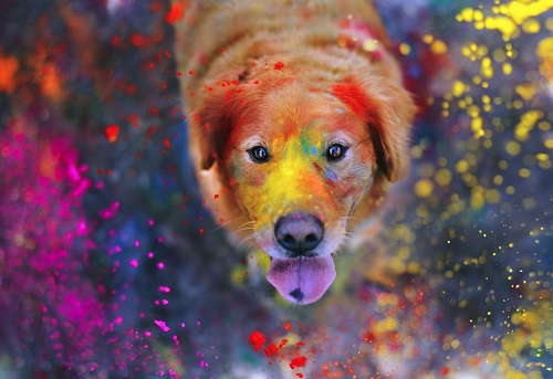 她自小养的chuppy 舌尖有个特别的记号