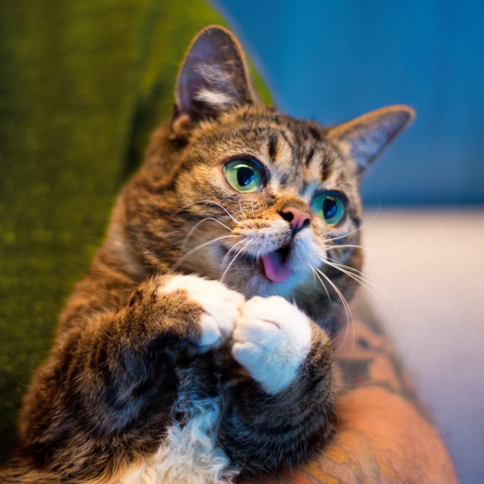 伸舌頭賣萌吐舌貓lil bub