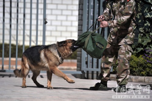 一位退伍武警带狗回家图片