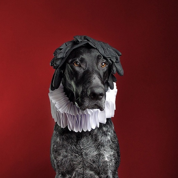 架势十足的狗公爵