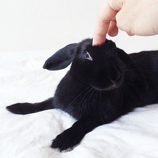 黑色才是最可爱的颜色!小黑兔enid疗愈魅力错过捶心肝
