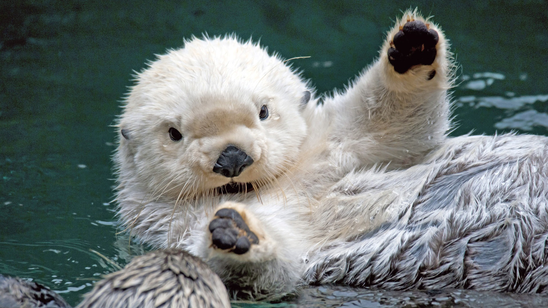 本週最Q捨牠其誰?海獺寶寶開心學游泳 | 海獺寶寶、Otter、水獺、聖馬刁、蒙特雷灣水族館 | 生活發現 | 妞新聞 niusnews