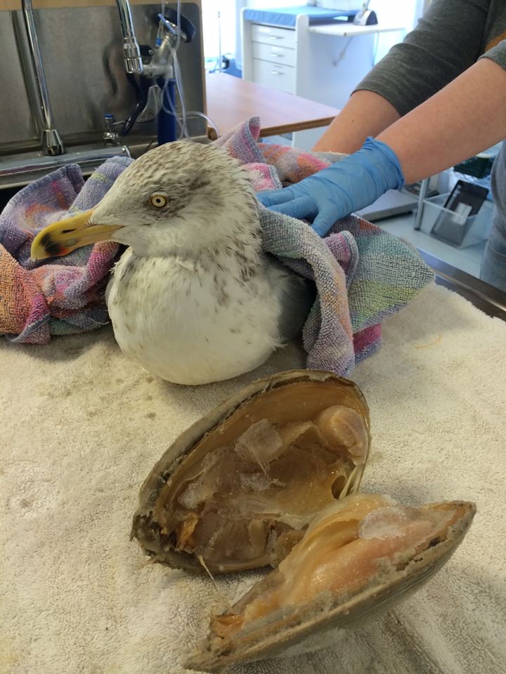 现代版鹬蚌相争真实上演!