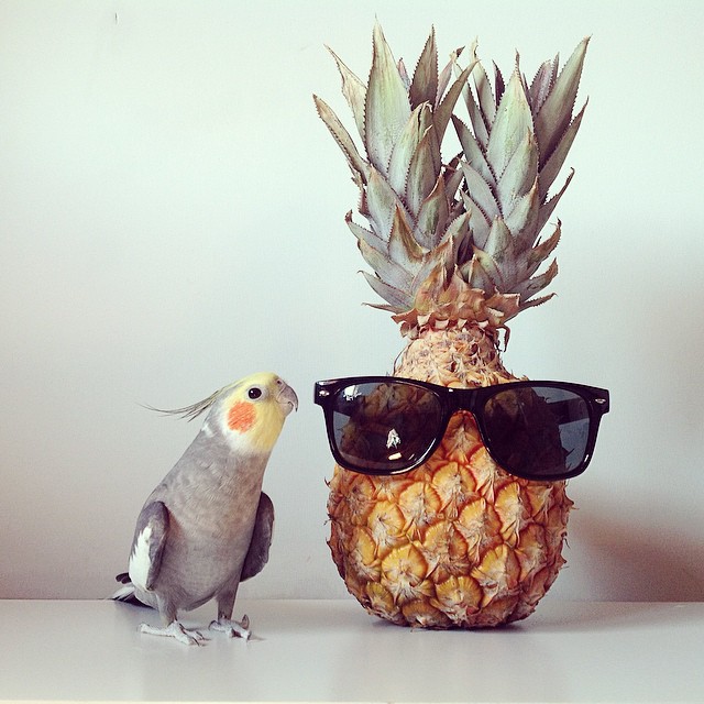 靠脸红红就大受欢迎?太阳鸟卖萌技巧大公开