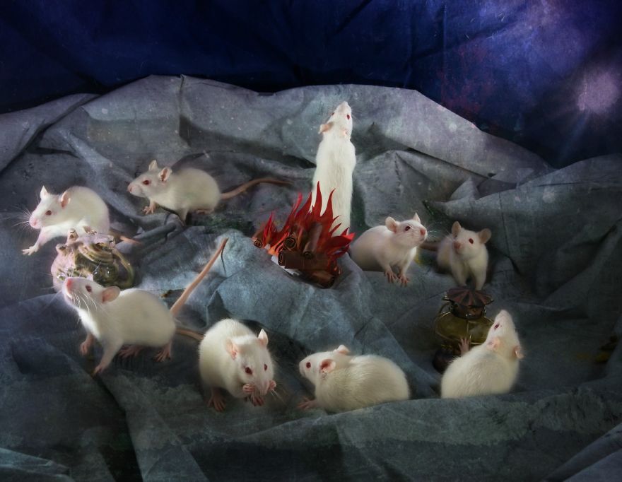 9只白老鼠聚在一起,萌力发威!