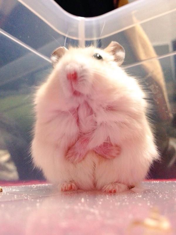 我的才华会让你吓一跳!胖仓鼠茶丸的6个好棒棒瞬间