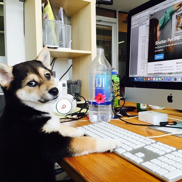 「你的工作不是陪我玩吗?」11张图证明带狗狗上班才是主流!
