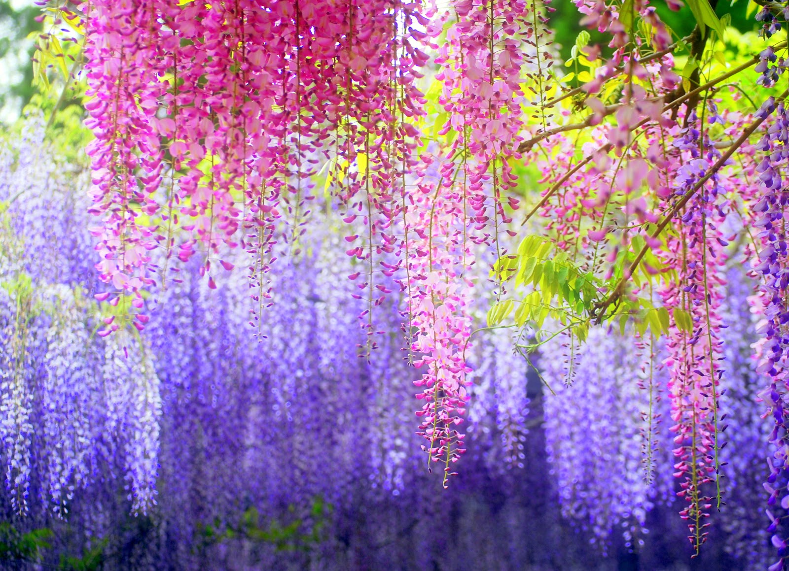 世界級夢幻景色再現 日本大紫藤花盛開 | 世界十大夢幻旅遊景點 | 足利花卉公園 | 大紀元