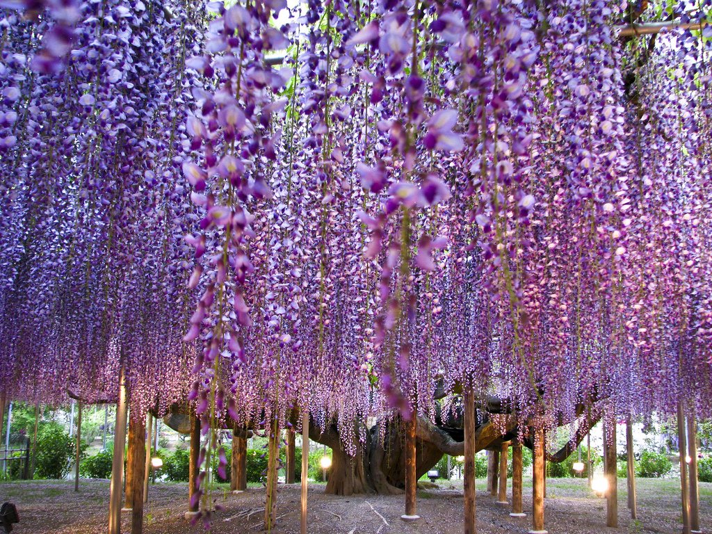 春末夏初的淡紫浪漫！關於日本【紫藤花】的4個美麗小知識