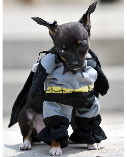 表情有点哀伤的蝙蝠狗